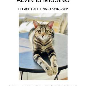 Lost Cat Alvin