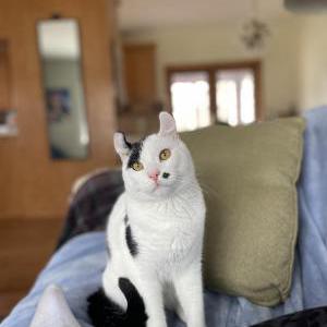 Image of Odis, Lost Cat
