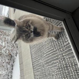 Image of Kitty Purry “Kitty”, Lost Cat