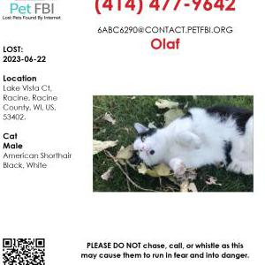 Lost Cat Olaf