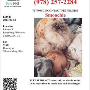 Lost Cat Smoochie