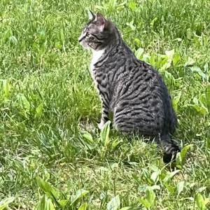 Lost Cat Smores