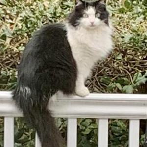 Image of Bammie, Lost Cat