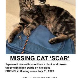 Image of Scar, Lost Cat