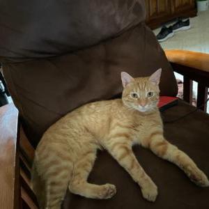 Lost Cat RED