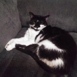 Image of Kitty Kitty, Lost Cat