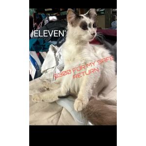 Lost Cat Eleven