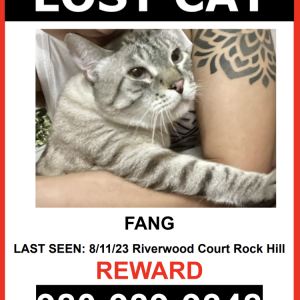 Lost Cat Fang