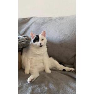 Image of Katy, Lost Cat