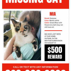 Image of MIA, Lost Cat