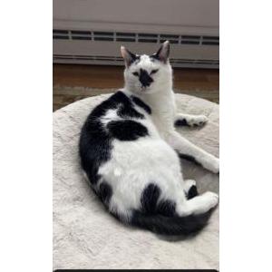 Image of spot, Lost Cat