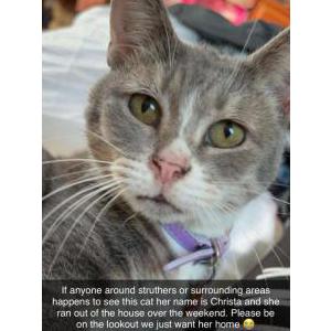 Lost Cat Christa