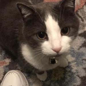 Lost Cat Scaaampy