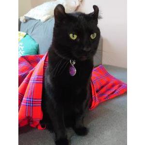 Lost Cat Olive-Willlow