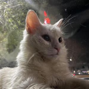 2nd Image of Ghost, Lost Cat