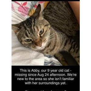 Lost Cat Abby
