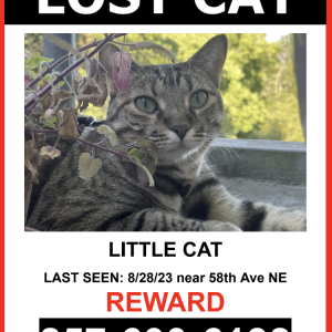 Lost Cat LITTLE CAT