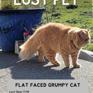 Lost Cat Vinny