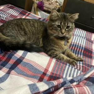 Lost Cat Lúa is female tabby