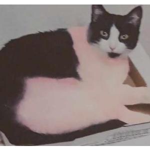 Image of Spartakiss, Lost Cat