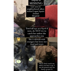 Lost Cat Bijou
