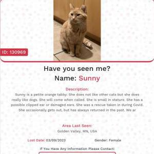 Lost Cat Sunny