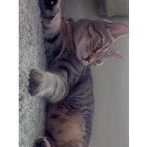 2nd Image of Clementi/“Clem”, Lost Cat