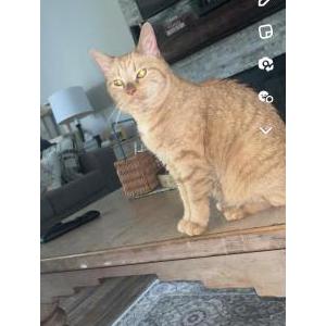 Lost Cat MaryGold