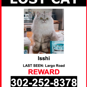 Lost Cat Isshi