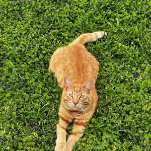 Image of Crookshanks, Lost Cat