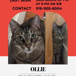 Lost Cat Ollie