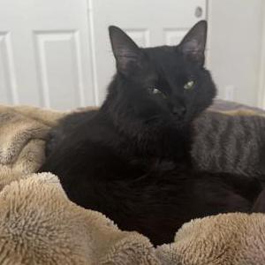 Image of Draco, Lost Cat