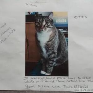 Lost Cat Otis