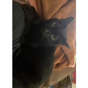 Image of Ouija(marymae), Lost Cat