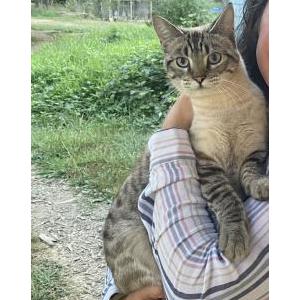 Lost Cat Turquoise/Sweet Pea