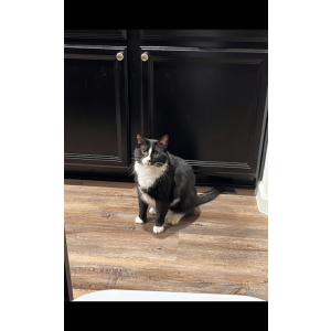 Image of Lincoln, Lost Cat