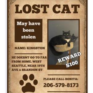 Lost Cat Kingston he