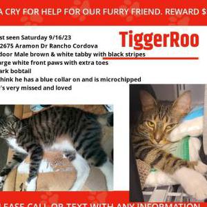 Lost Cat TiggerRoo