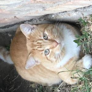 Lost Cat Oogaly