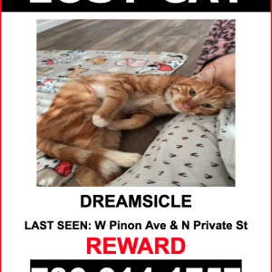 Lost Cat Dreamsicle