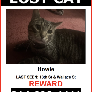 Image of Howie, Lost Cat