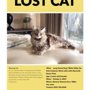 Lost Cat Pixie