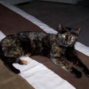 Image of Abigail, Lost Cat