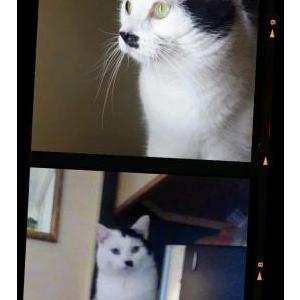 Image of Moser/momo, Lost Cat