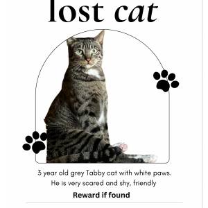 Lost Cat Benny