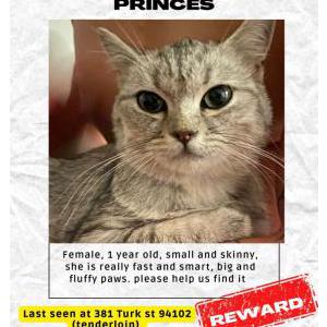 Lost Cat Gordis, princes