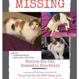 Lost Cat Monica