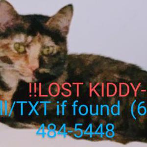 Lost Cat Kitty-B