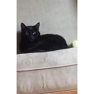 Image of Ebony, Lost Cat