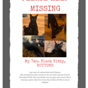 Lost Cat Buttons